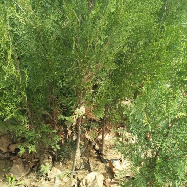 圆枝侧柏苗30~40cm