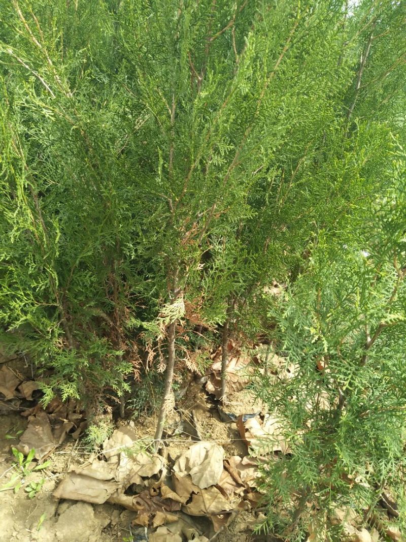 圆枝侧柏苗30~40cm