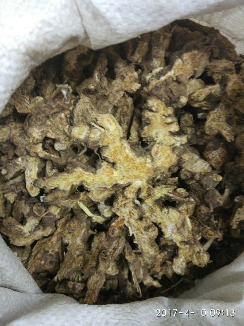 苍术
