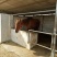 肉马300~400kg