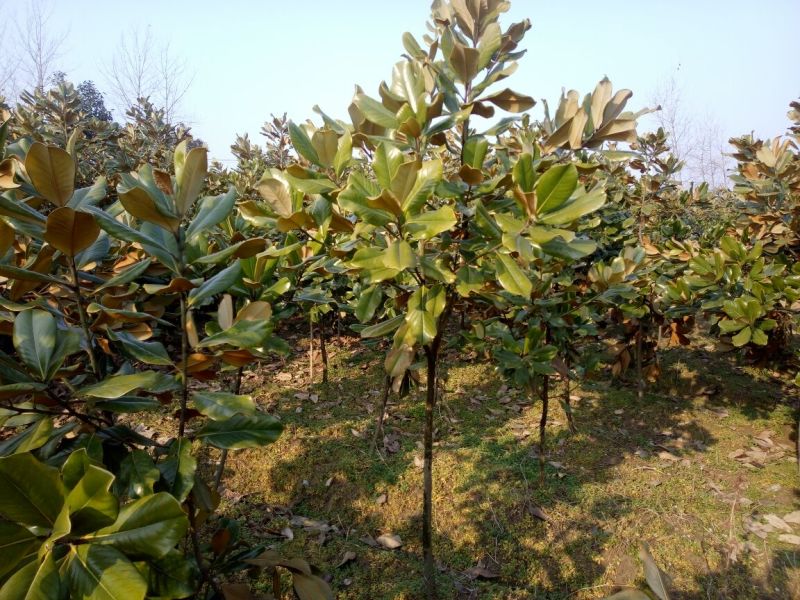 广玉兰8~10cm