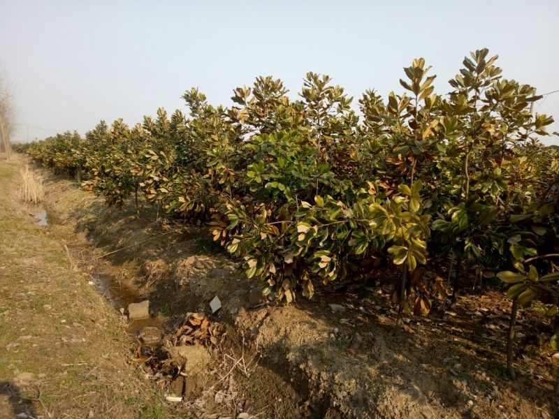 广玉兰8~10cm