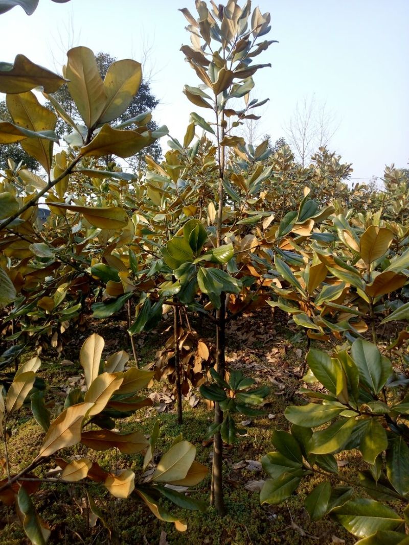 广玉兰8~10cm