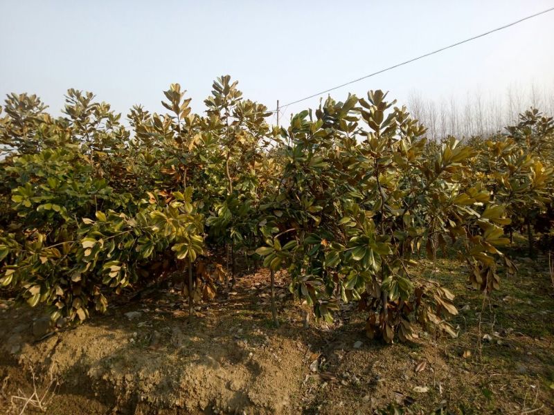 广玉兰8~10cm