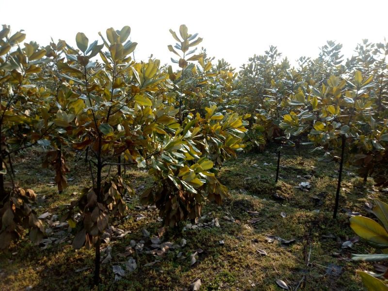 广玉兰8~10cm