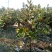 广玉兰8~10cm