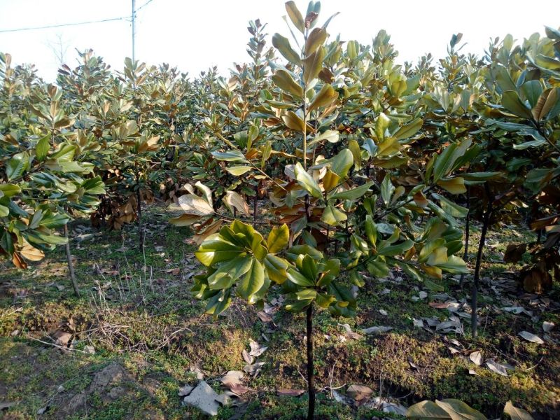 广玉兰8~10cm