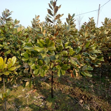 广玉兰8~10cm