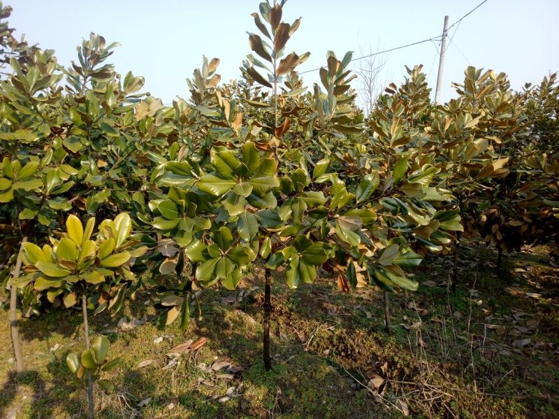 广玉兰8~10cm