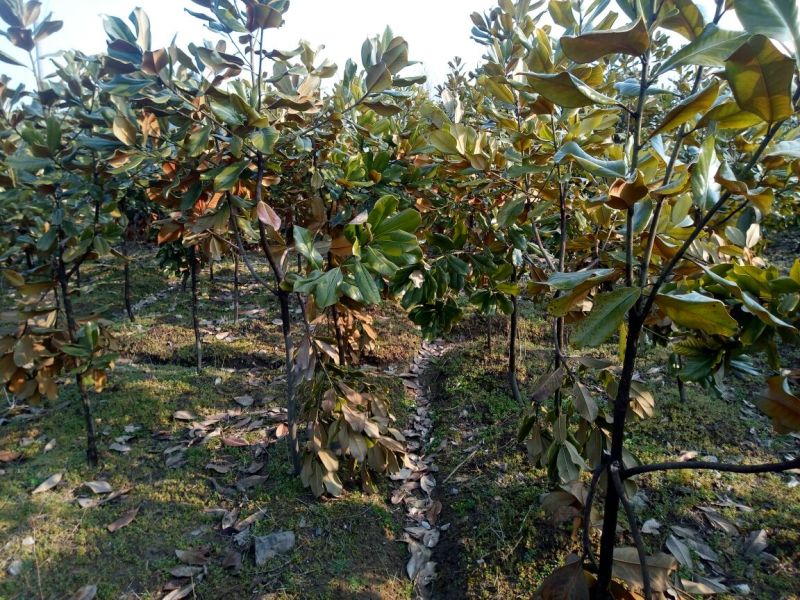 广玉兰8~10cm