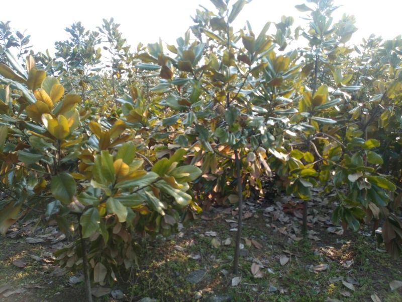 广玉兰8~10cm
