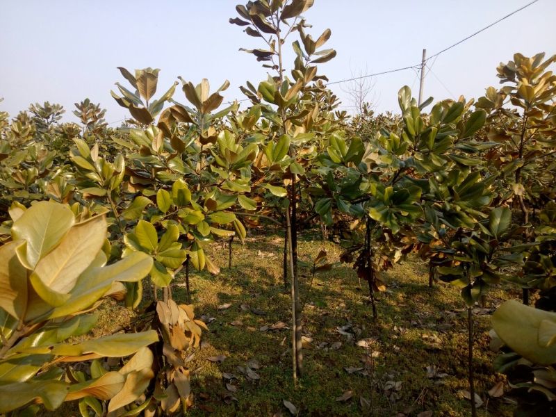 广玉兰8~10cm