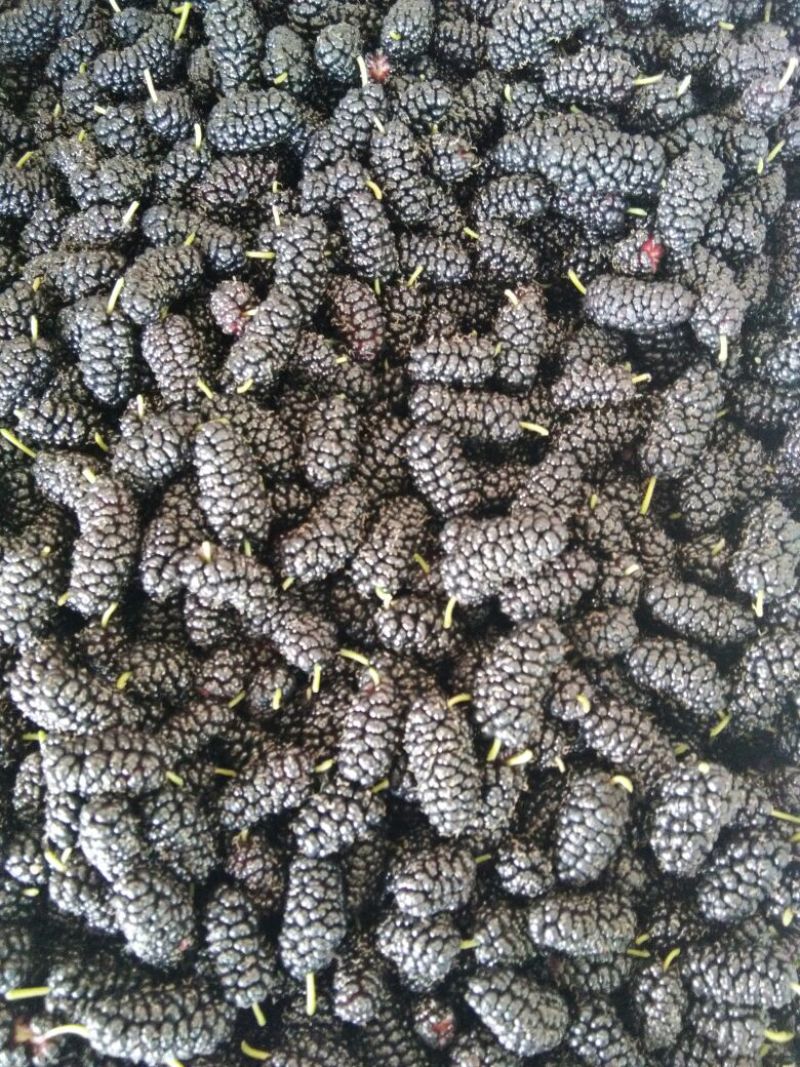 桑椹