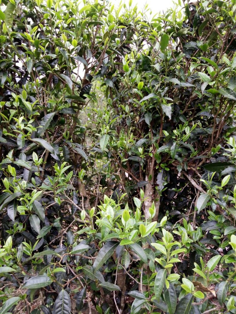 普洱茶一级