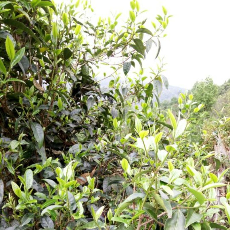 普洱茶一级