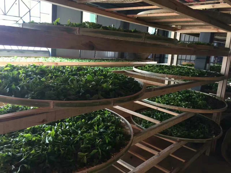 普洱茶一级