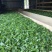 普洱茶一级