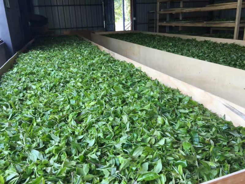 普洱茶一级