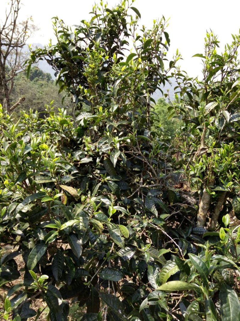 普洱茶一级