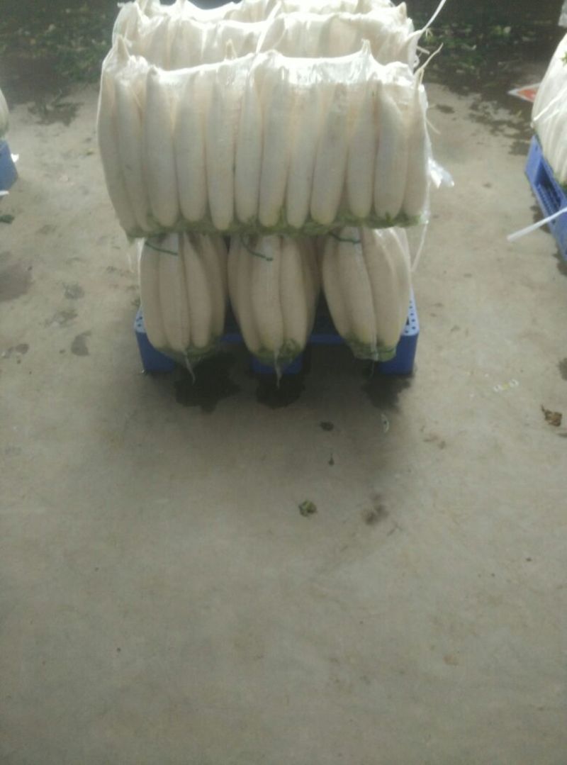 白萝卜1~1.5斤起