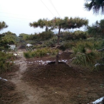 造型松10公分