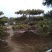 造型松10公分