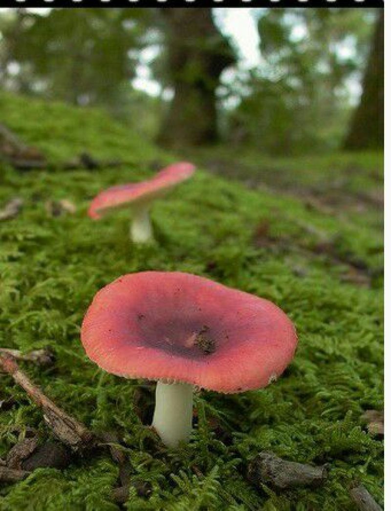 红蘑菇一级4cm