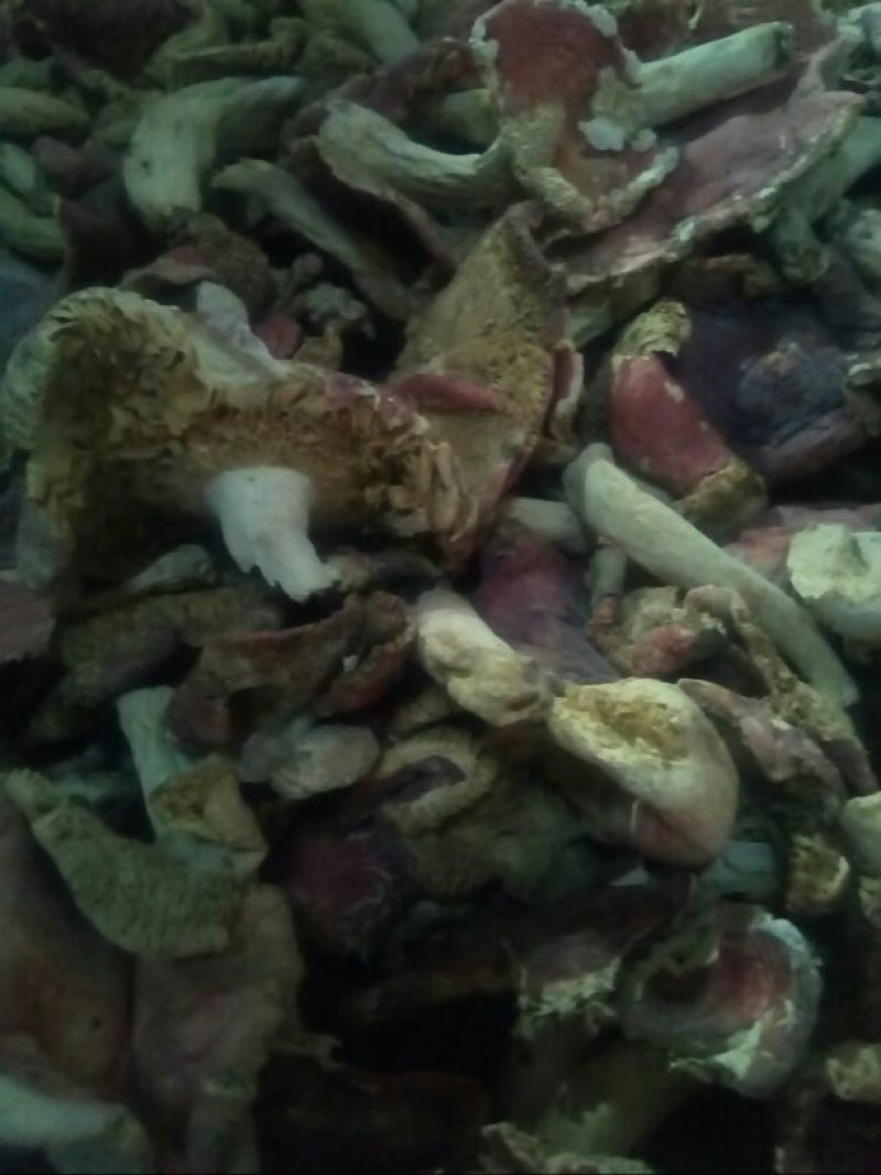 红蘑菇一级4cm