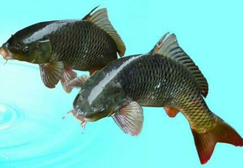 河鲤鱼食用2~3公斤