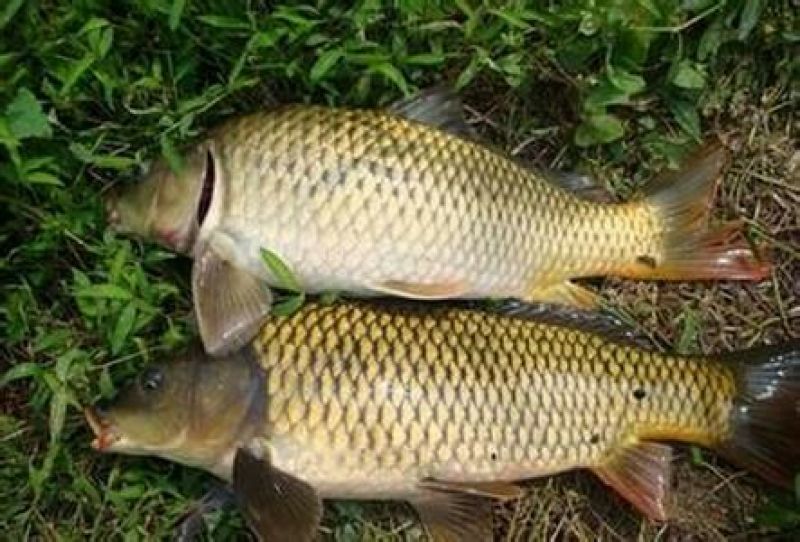 河鲤鱼食用2~3公斤