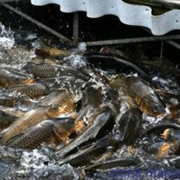 河鲤鱼食用2~3公斤