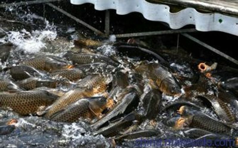 河鲤鱼食用2~3公斤