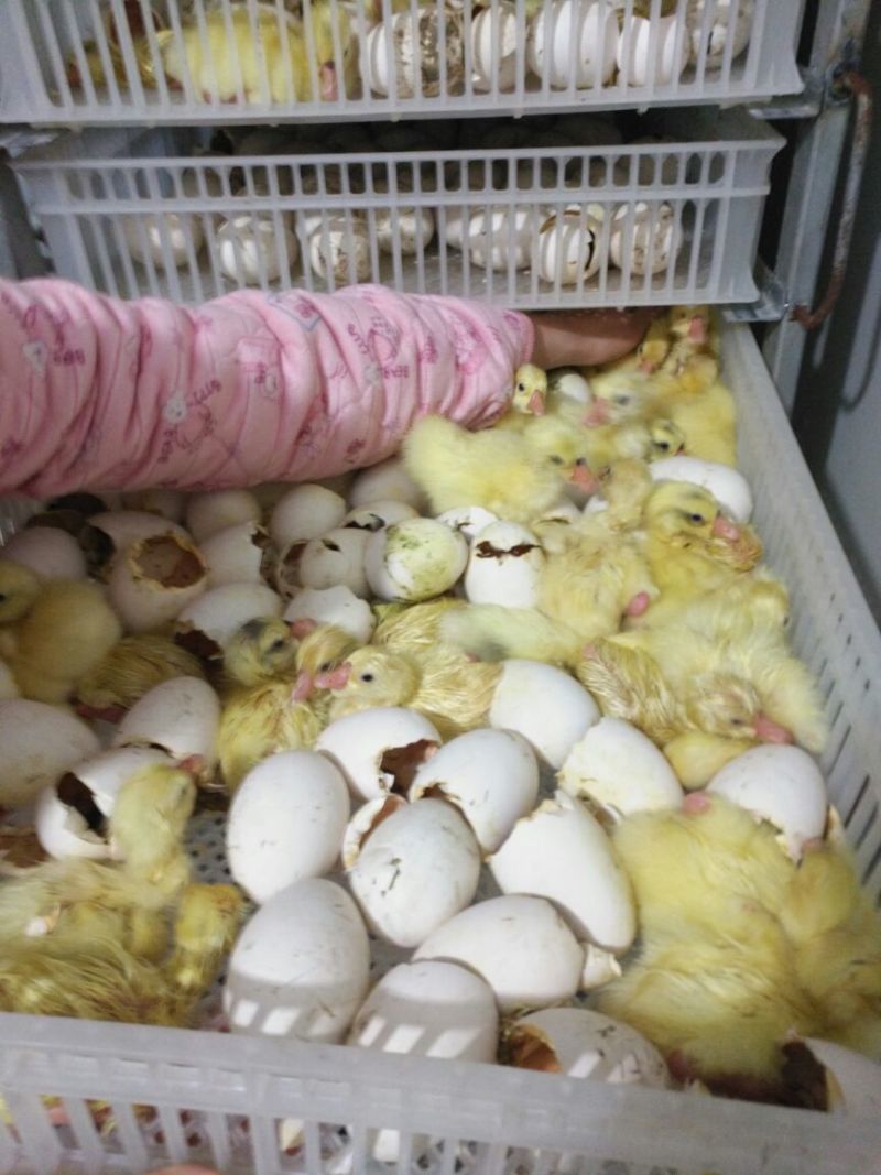 皖西白鹅鹅苗250g以下