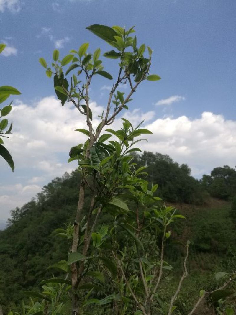 普洱茶一级