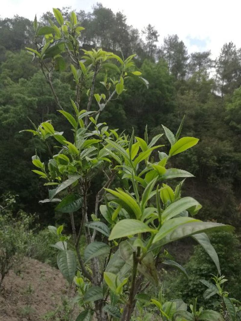普洱茶一级