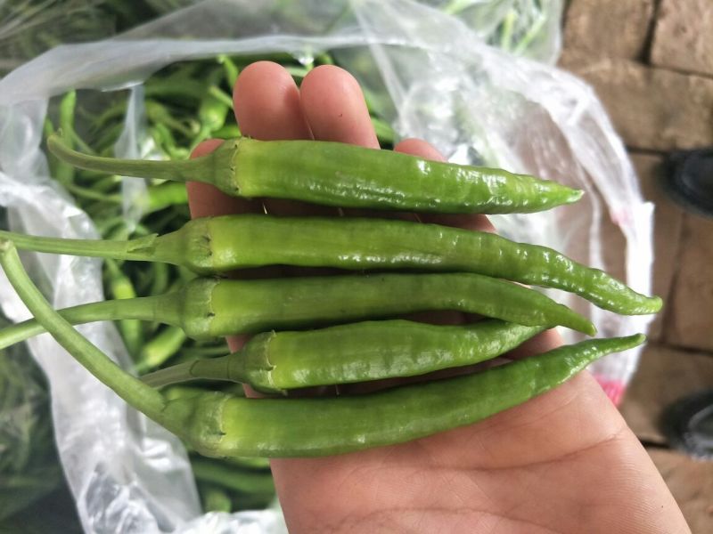 滦南杭椒5~10厘米微辣青