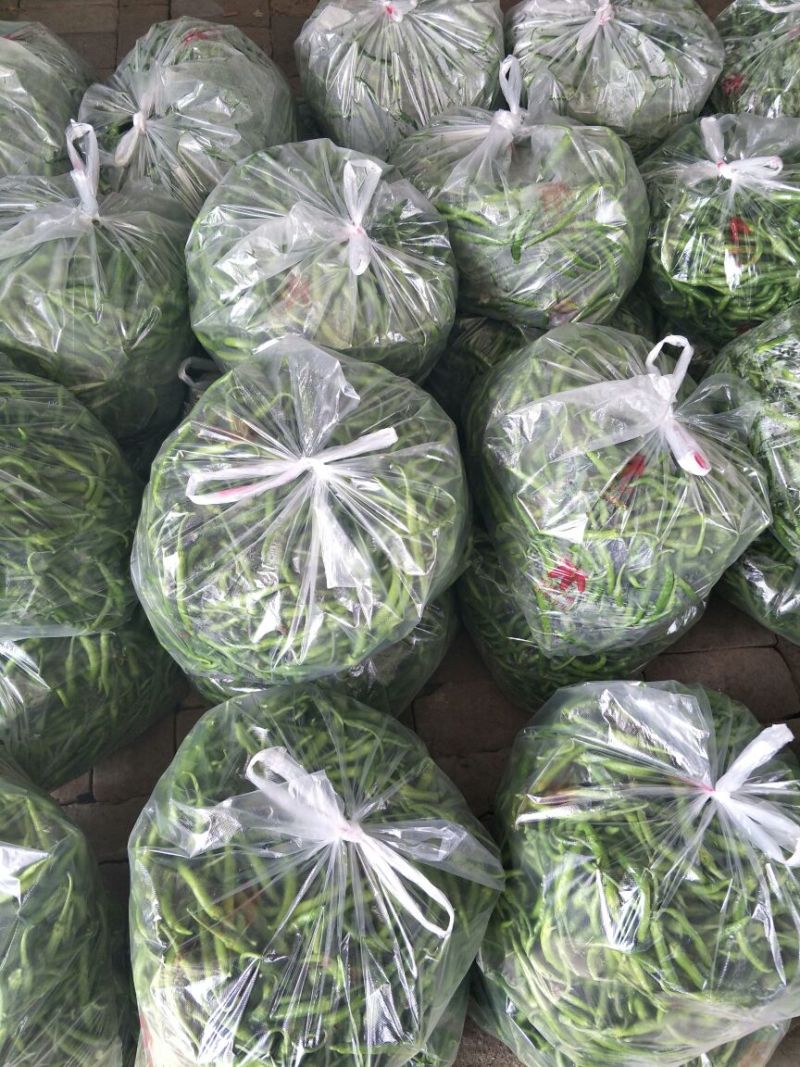 滦南杭椒5~10厘米微辣青