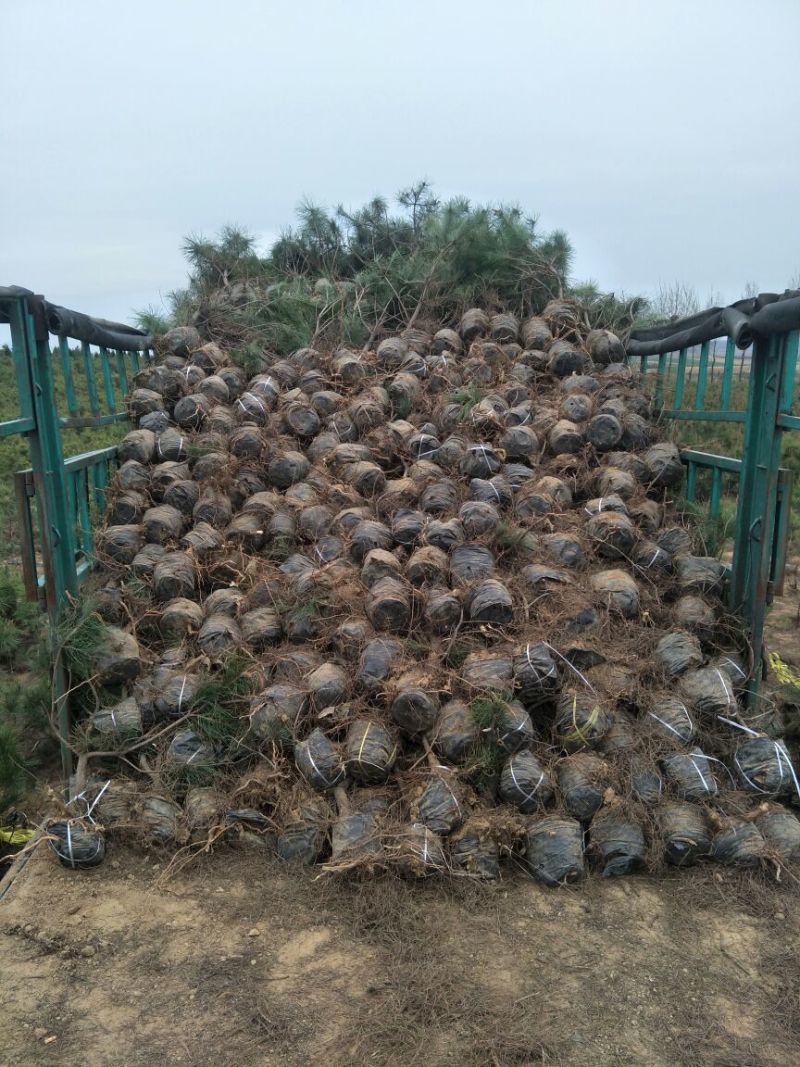 油松苗80cm以上油松苗大量供应