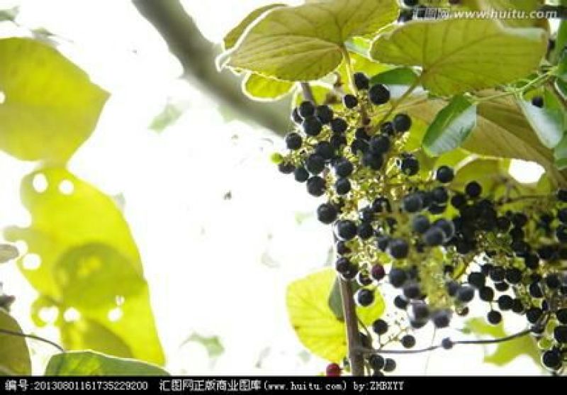 葡萄汁