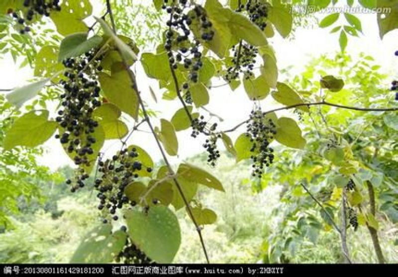 葡萄汁