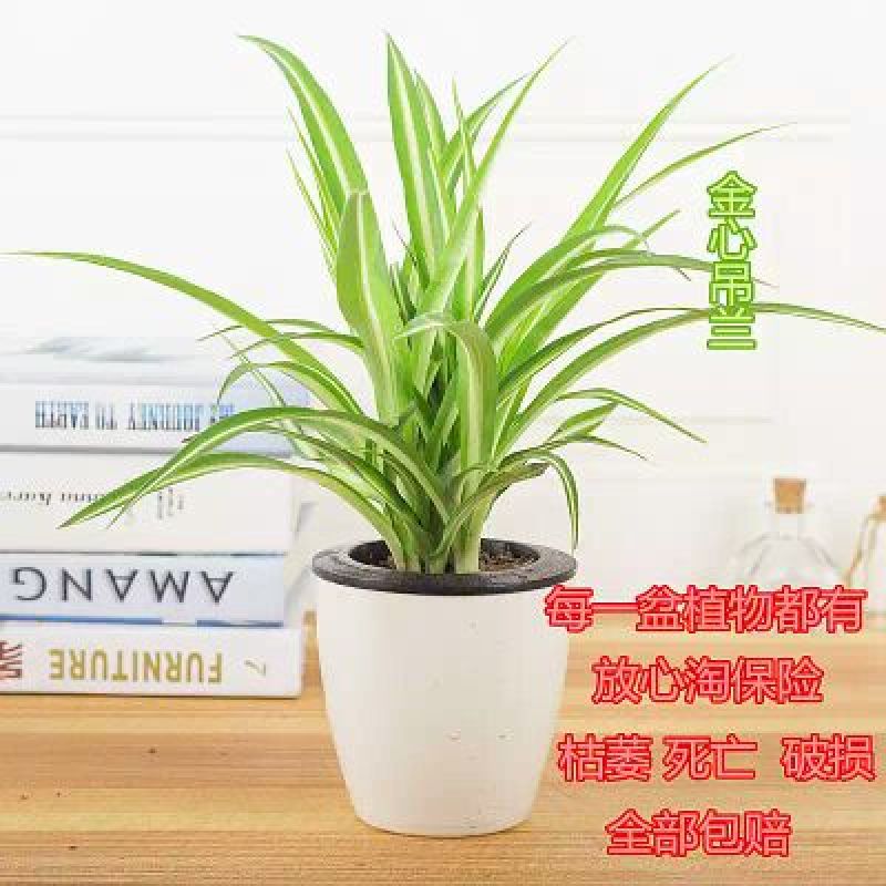 吊兰懒人盆带盆栽好