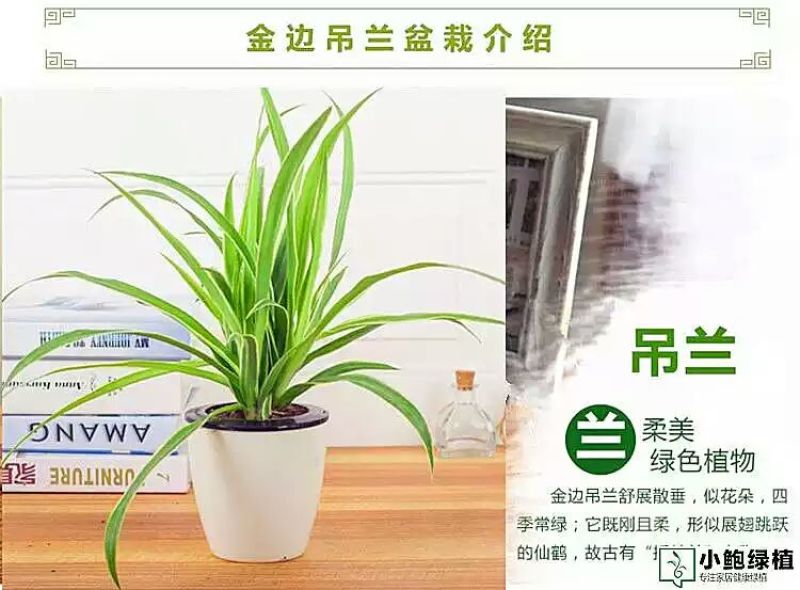 吊兰懒人盆带盆栽好