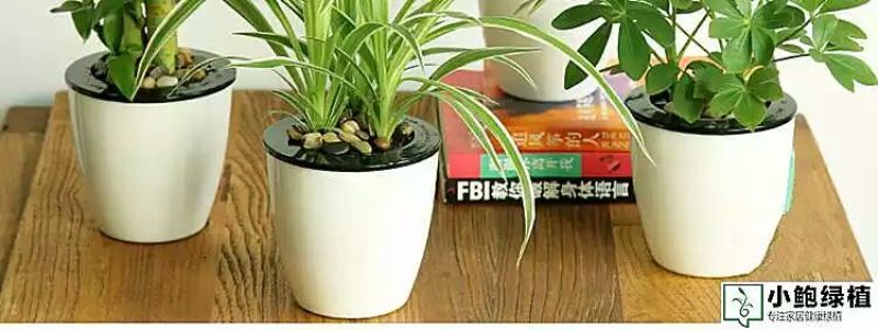 吊兰懒人盆带盆栽好