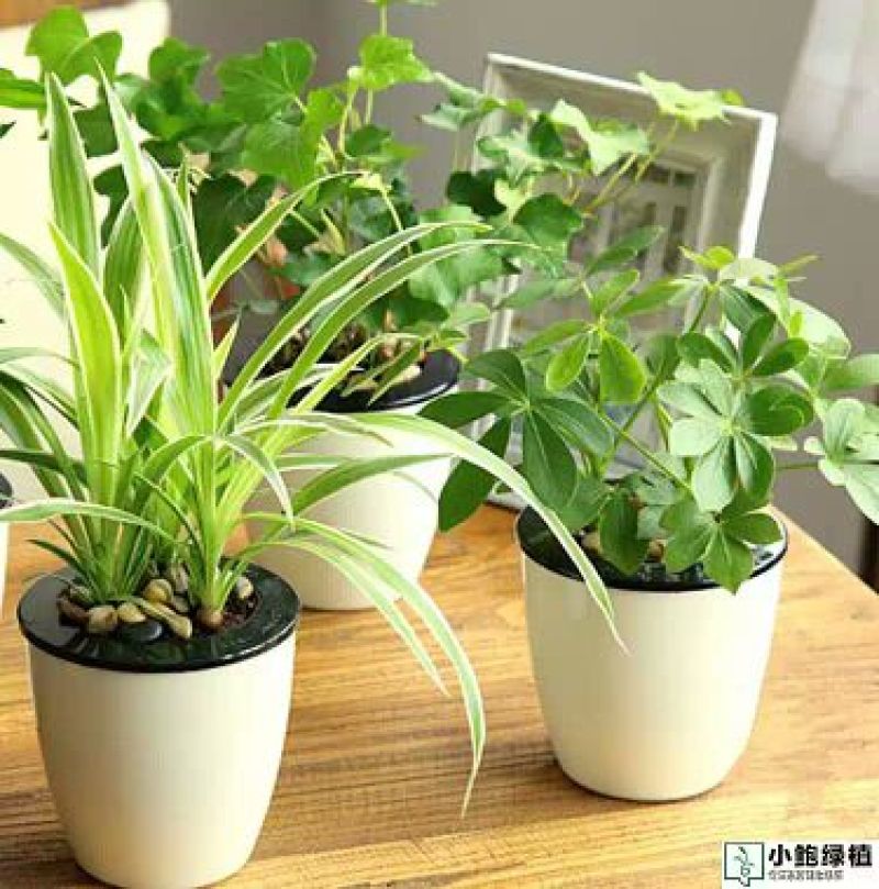 吊兰懒人盆带盆栽好