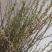 钙果苗