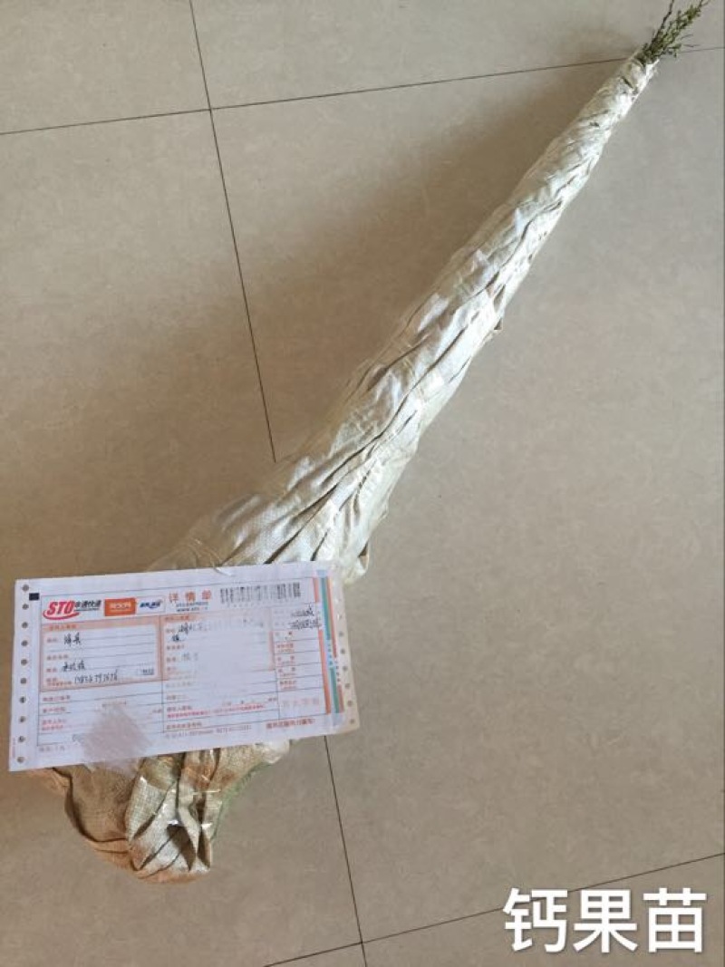 钙果苗
