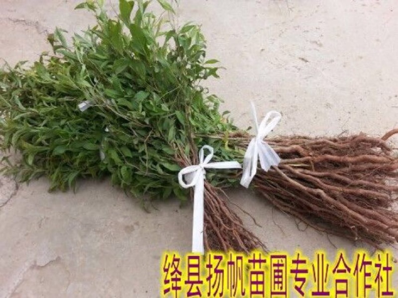 钙果苗