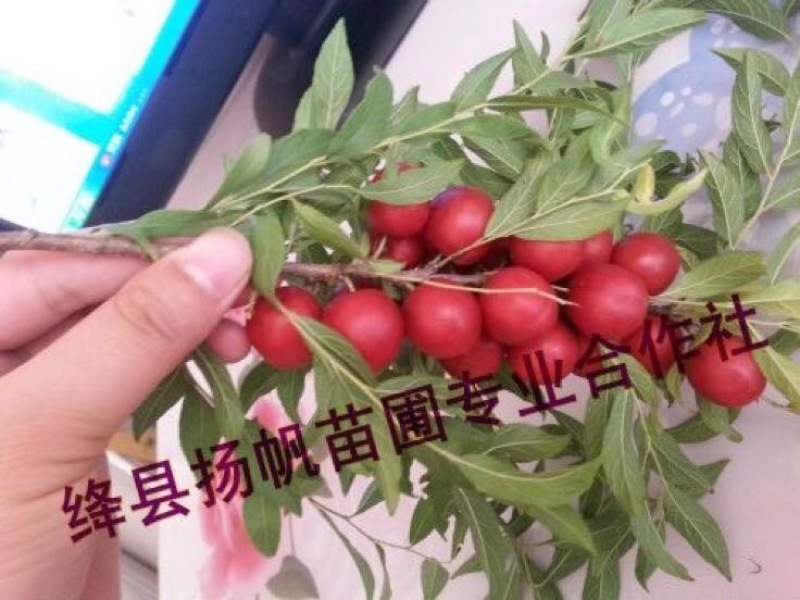 钙果苗