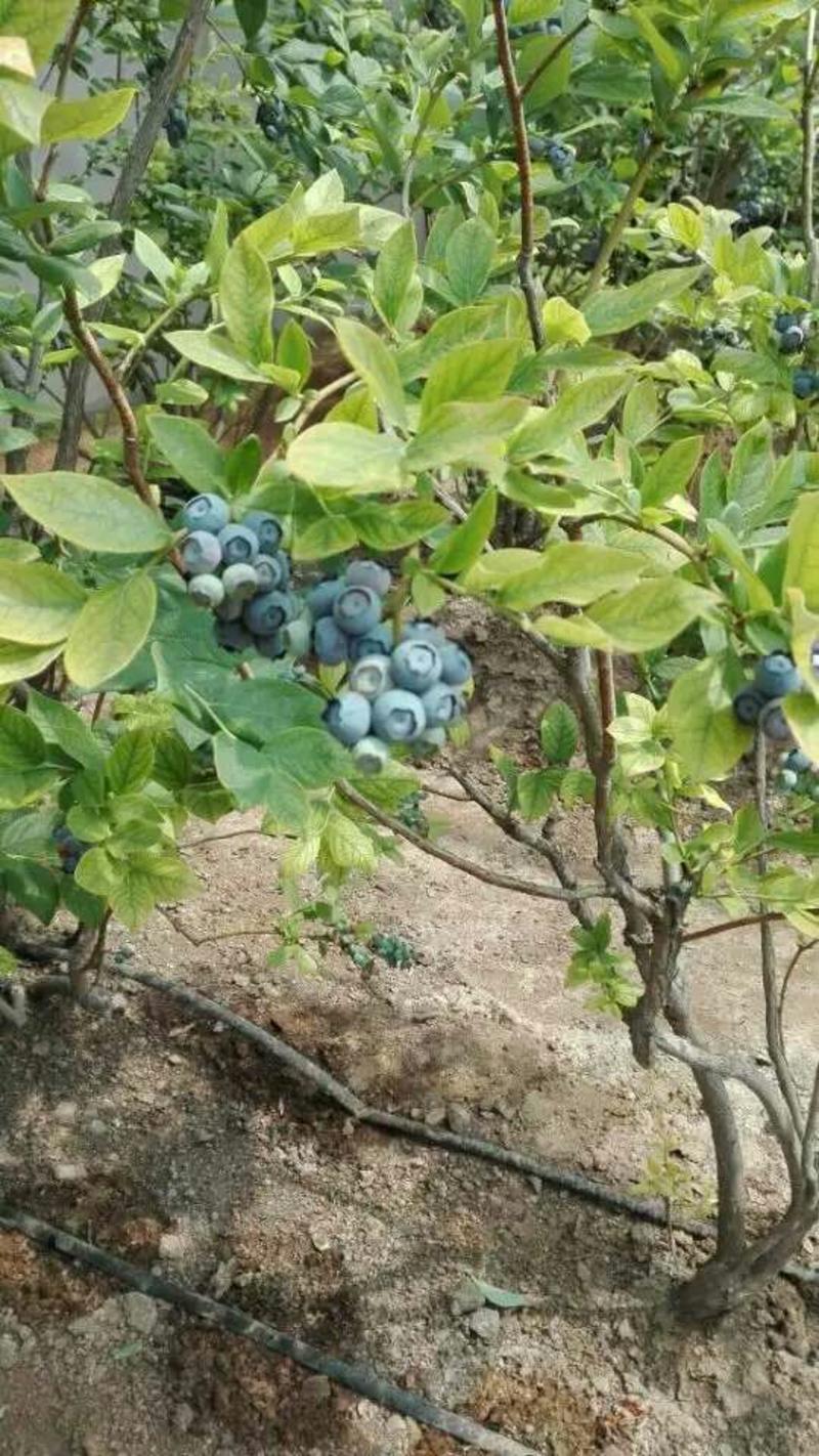 蓝丰蓝莓10~12mm以上鲜果现摘现发，保质保量