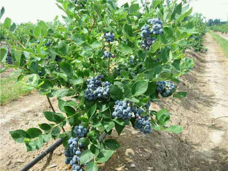 蓝丰蓝莓10~12mm以上鲜果现摘现发，保质保量